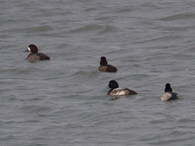 Topper / Greater Scaup / Aythya marila 
