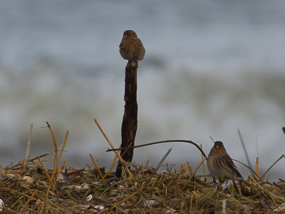 Frater / Twite / Carduelis flavirostris