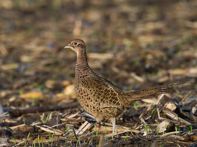 Fazant / Common Pheasant / Phasianus colchicus 