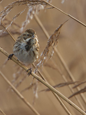 Rietgors / Reed Bunting / Emberiza schoeniclus 