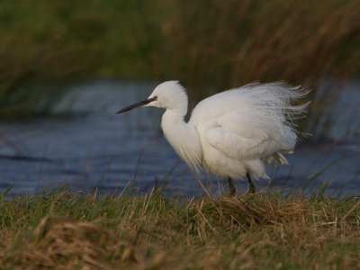 Kleine zilverreiger / Little Egret / Egretta garzetta