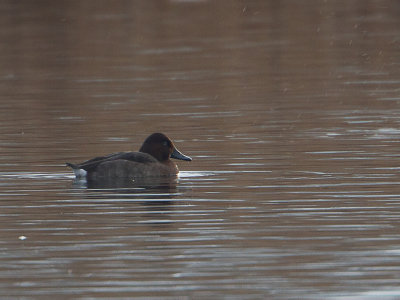 Hybride Tafeleend x Witoogeend / Hybrid Common Pochard  x Ferruginous Duck / Aythya ferina x Aythya nyroca