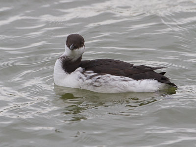 Zeekoet / Common Murre / Uria aalge 