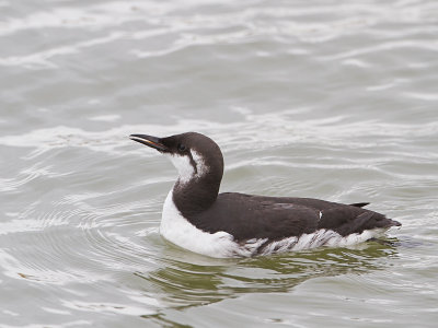 Zeekoet / Common Murre / Uria aalge 