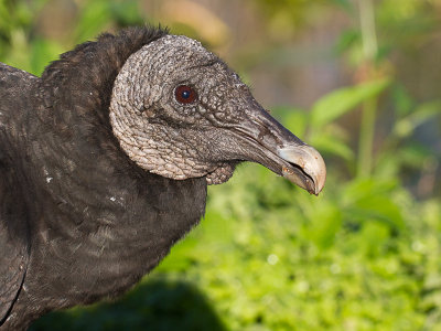Black Vulture / Zwarte gier / Coragyps atratus