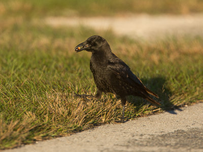 American Crow / Amerikaanse kraai / Corvus brachyrhynchos