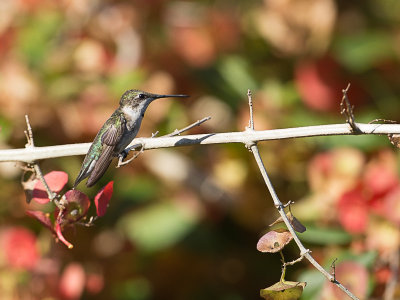 Ruby-throated Hummingbird / Robijnkeelkolibrie / Archilochus colubris 