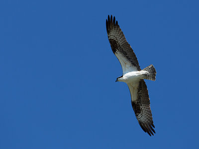 Osprey / Visarend / Pandion haliaetus 