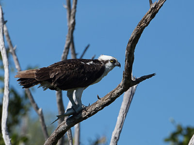 Osprey / Visarend / Pandion haliaetus 