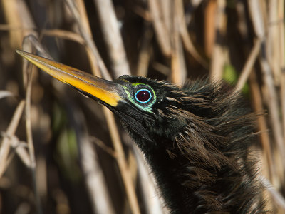 Anhinga / Amerikaanse slangenhalsvogel / Anhinga anhinga