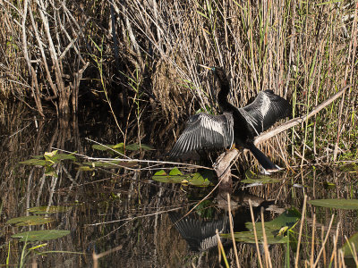 Anhinga / Amerikaanse slangenhalsvogel / Anhinga anhinga