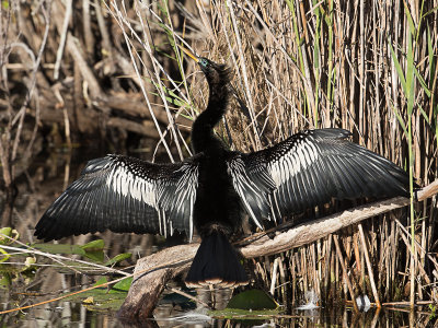 Anhinga / Amerikaanse slangenhalsvogel / Anhinga anhinga