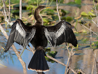 Anhinga / Amerikaanse slangenhalsvogel / Anhinga anhinga