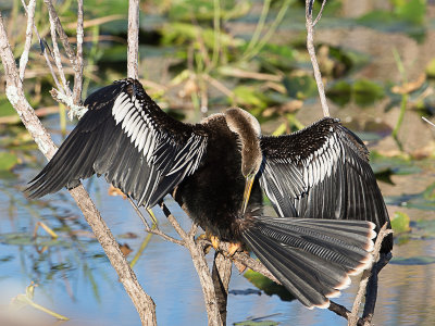Anhinga / Amerikaanse slangenhalsvogel / Anhinga anhinga