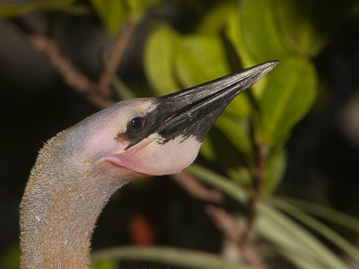Anhinga / Amerikaanse slangenhalsvogel / Anhinga anhinga