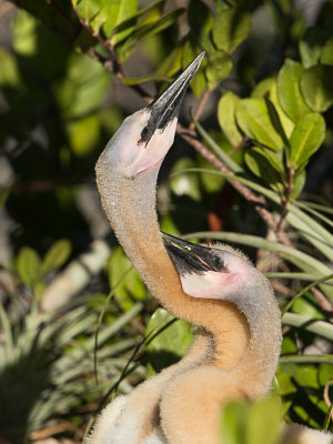 Anhinga / Amerikaanse slangenhalsvogel / Anhinga anhinga