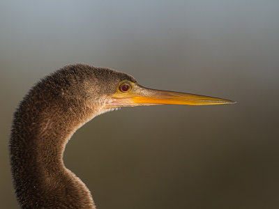 Anhinga / Amerikaanse slangenhalsvogel / Anhinga anhinga