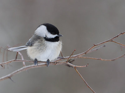 Black-capped Chickadee / Amerikaanse Matkop / Parus atricapillus