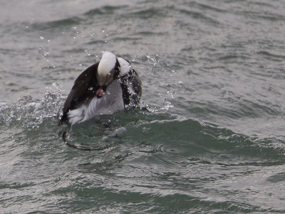 Long-tailed Duck / IJseend / Clangula hyemalis 