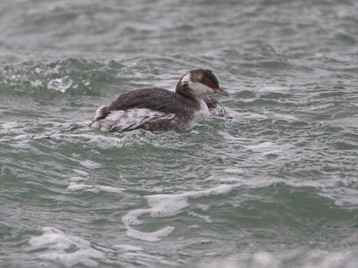 Horned Grebe / Kuifduiker / Podiceps auritus