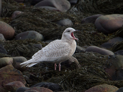 Iceland gull / Kleine burgermeester / Larus glaucoides