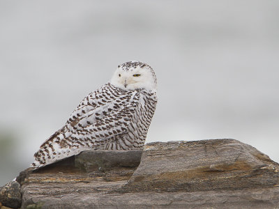 Snowy Owl / Sneeuwuil / Nyctea scandiaca
