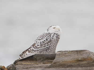 Snowy Owl / Sneeuwuil / Nyctea scandiaca