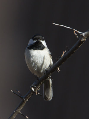 Carolina Chickadee / Carolinamees / Poecile carolinensis