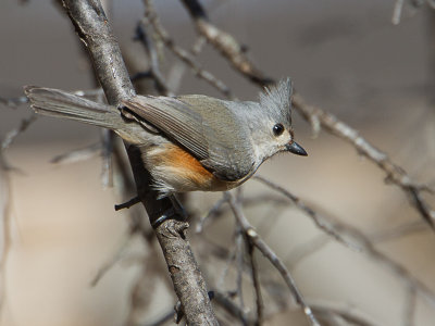 Tufted Titmouse / Tweekleurige mees / Baeolophus bicolor
