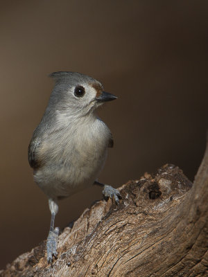 Tufted Titmouse / Tweekleurige mees / Baeolophus bicolor