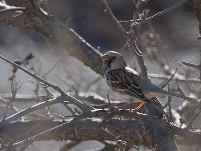 Harris's Sparrow / Zwartkruingors / Zonotrichia querula