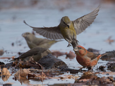 Grote kruisbek / Parrot Crossbill / Loxia pytyopsittacus