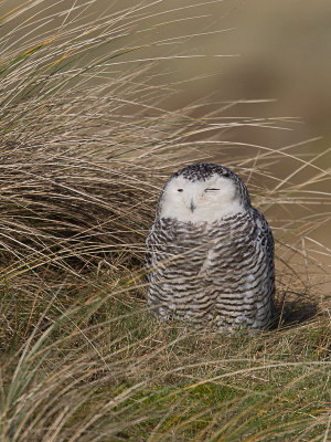 Sneeuwuil / Snowy Owl / Bubo scandiacus