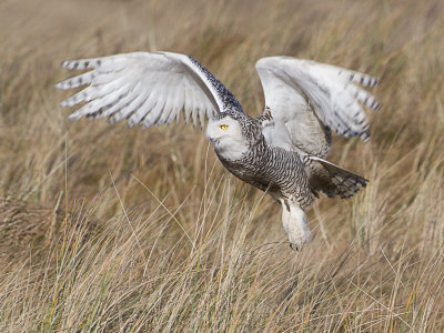 Sneeuwuil / Snowy Owl / Bubo scandiacus