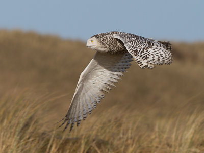 Sneeuwuil / Snowy Owl / Bubo scandiacus