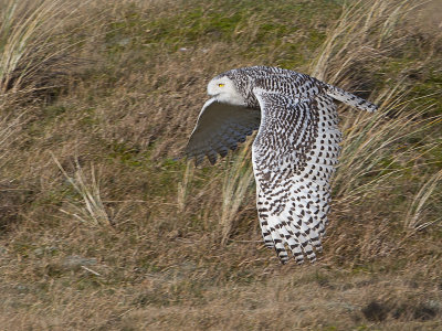 Sneeuwuil / Snowy Owl / Bubo scandiacus