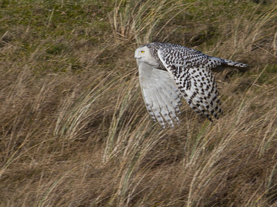 Sneeuwuil / Snowy Owl / Bubo scandiacus