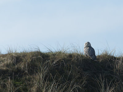 Sneeuwuil / Snowy Owl / Bubo scandiacus
