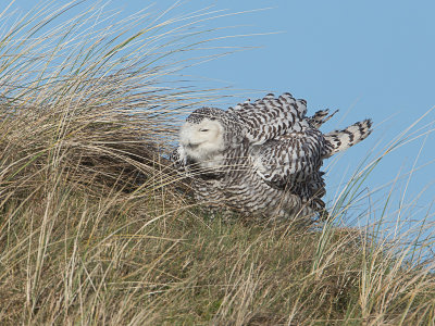 Sneeuwuil / Snowy Owl / Bubo scandiacus