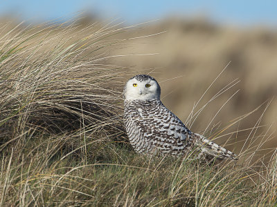 Sneeuwuil / Snowy Owl / Bubo scandiacus
