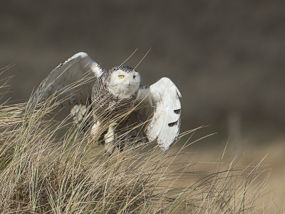 Sneeuwuil / Snowy Owl / Bubo scandiacus