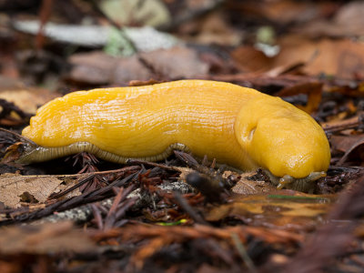 Pacific banana slug / Ariolimax columbianus