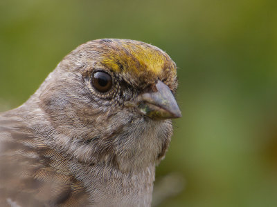 Golden-crowned Sparrow / Goudkruingors / Zonotrichia atricapilla