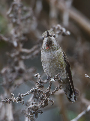 Anna's Hummingbird / Anna-kolibrie / Calypte anna 