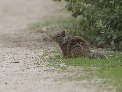 Californische grondeekhoorn / Californian ground Squirrel / Spermophilus beecheyi
