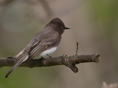 Black Phoebe / Zwarte Phoebe / Sayornis nigricans 