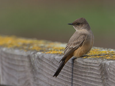 Say's Phoebe / Says Phoebe / Sayornis saya 