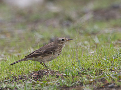 American Pipit / Pacifische waterpieper / Anthus rubescens