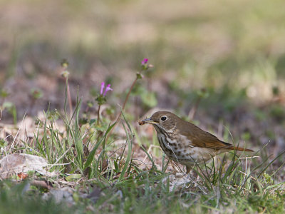 Hermit Trush / Heremietlijster / Catharus guttatus