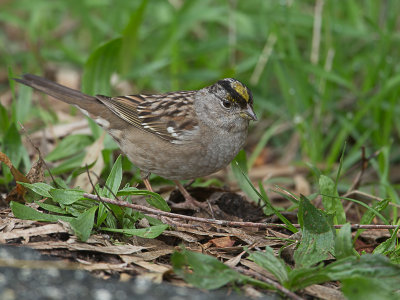 Golden-crowned Sparrow / Goudkruingors / Zonotrichia atricapilla 